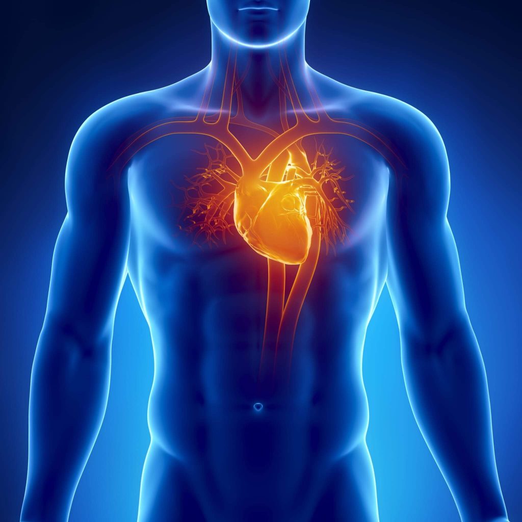 image du coeur pour l'article du blog santé sport de CapRol